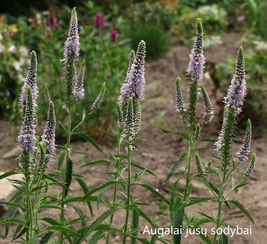 Veronika (Veronica spicata) 'Gerrit'